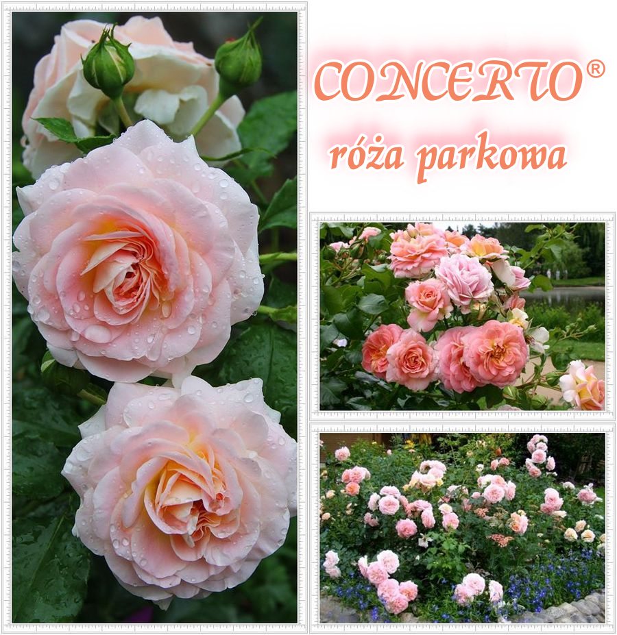 Concerto róża parkowa